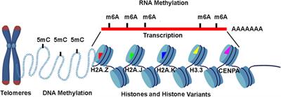 Editorial: Insights in epigenomics and epigenetics: 2022